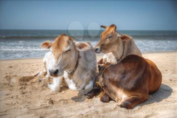 Three cows rest on the coast to goa