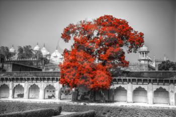 Red Fort is a fortress in the Indian city of Agra. India