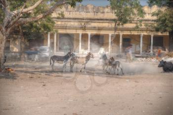 Donkeys on the streets of Jaipur in India