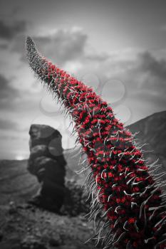 Echium wildpretii .Famous Finger Of God rock in Teide national park. black and white photo with red color.
