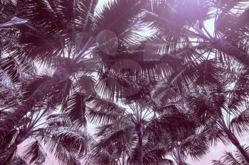 Palm trees grow on tropical islands. the sun is shining