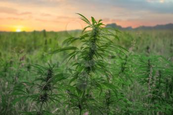 fields of industrial marijuana in Estonia. Europe.