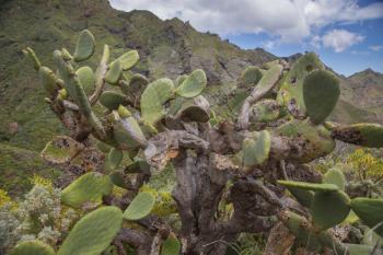 cacti in Tenerife grow on the mountain near the Teide volcano