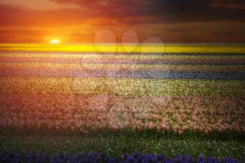 Field of hyacinths in the Netherlands, near Amsterdam