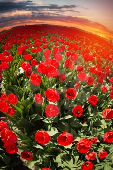 field with red tulips in the netherlands. 