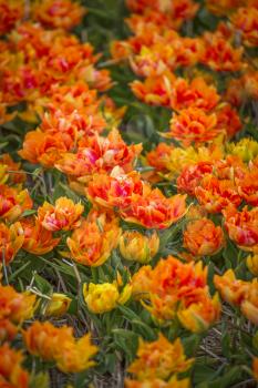 yellow tulips bloom in spring field in Holland