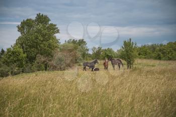 horses walk on the field near the forest