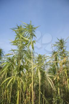 fields of industrial hemp in Estonia. Europe