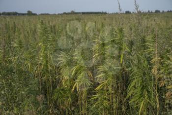 fields of industrial hemp in Estonia. Europe