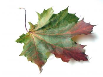 Multi-coloured maple leaves a sign of coming autumn and fast holidays