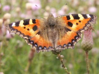 The bright butterfly flits over colours