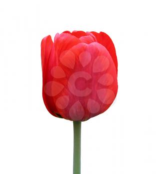 red Tulip isolated on white background