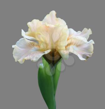 dwarf iris flower isolated on gray background close-up