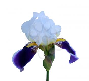 gorgeous blooming blue and white iris, isolated flower on white background close-up