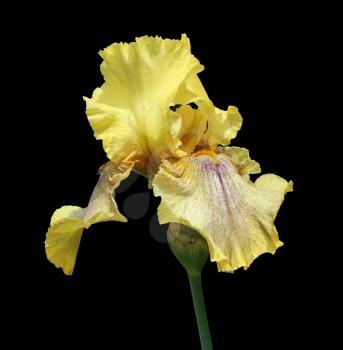 yellow iris flower isolated on black background close-up