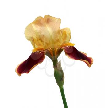 flowering iris close-up, isolated flower on white background