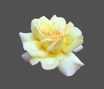 rose Gloria day. Beautiful blooming rose isolated on gray background close-up