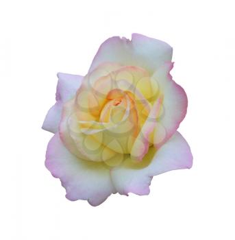 rose Gloria day. Beautiful blooming rose isolated on white background close-up