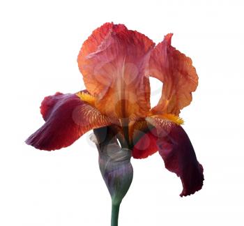 gorgeous blooming red iris, isolated flower on white background close-up