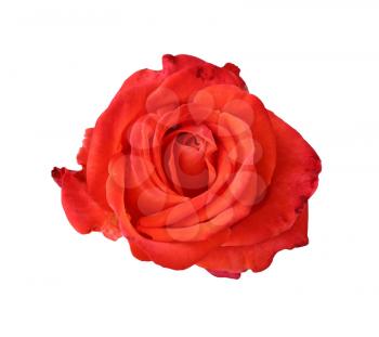 scarlet blooming rose close-up isolated on white background, natural flower color