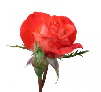 rose Bud and scarlet blooming rose closeup isolated on white background, natural flower color