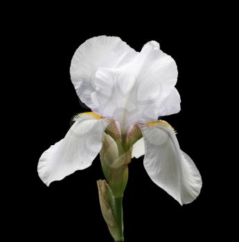 gorgeous blooming white iris, isolated flower on white background close-up