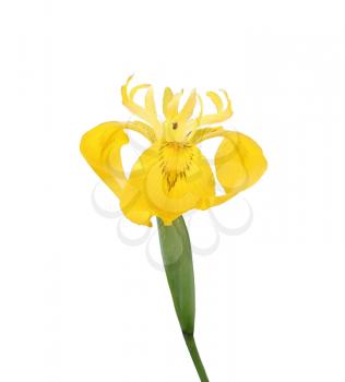 ris pseudcorus, blooming water iris isolated on white background
