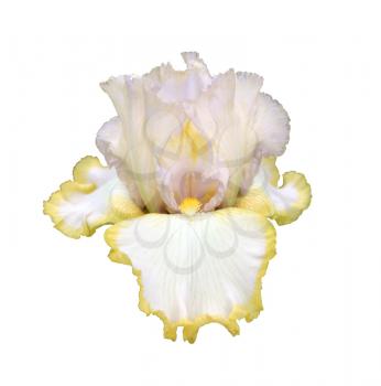 gorgeous blooming iris, isolated flower on white background close-up