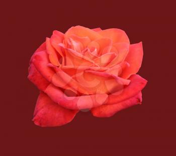 scarlet blooming rose close-up isolated on red background, natural flower color