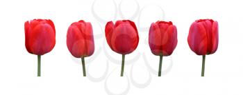 Red Tulip set isolated on white background