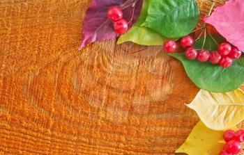 red berry and color autumn leaves on wood