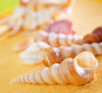 summer background, yellow sand and sea shels