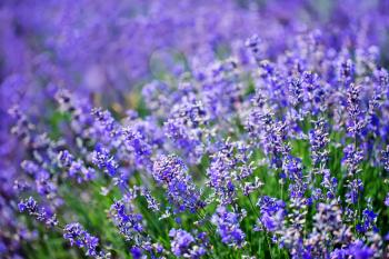lavender field in Crimea, lavender background, summer background