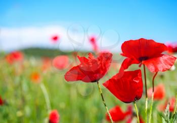 poppy field and blue sky in Crimea