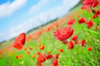 poppy field and blue sky in Crimea