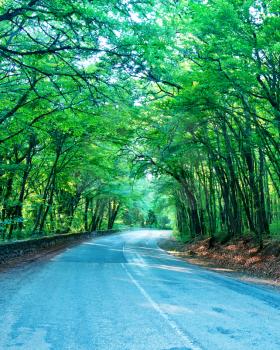 road in summer forest, trees in forest