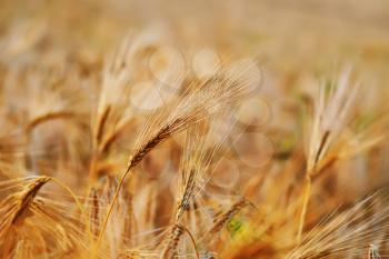golden wheat in the field in Crimea