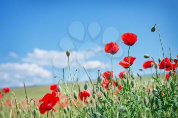 poppies field