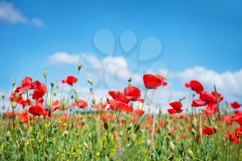 poppies field