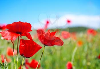 poppy field