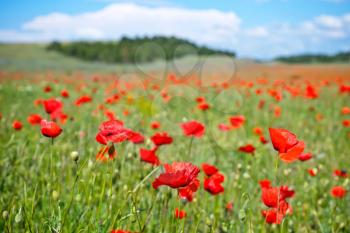 poppy field