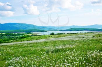 camomille field