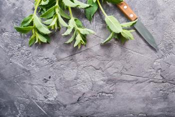 fresh mint on a table, stock photo