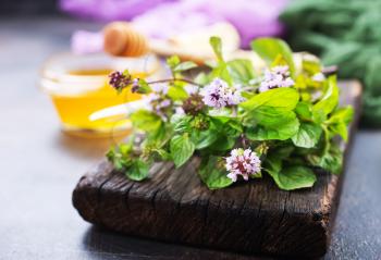fresh mint on a table, stock photo