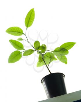Citrus plant with green leaves in a flowerpot on the windowsill isolated on white diagonal view