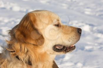 Golden Retriever dog on white snow background looking for something