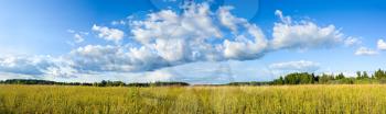 Wonderful summer panoramic view of clouds and yellow wildflowers on meadow