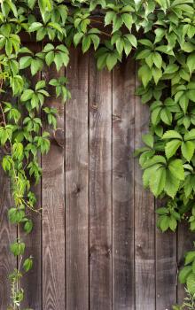 Wooden fence covered in natural ivy vines frame