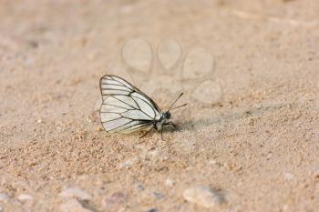 The white butterfly is sitting on the brown sand under evening sunlight