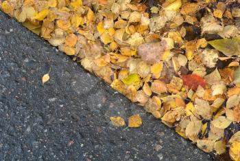 Autumn background: a lot of yellow autumn birch leaves in a puddle on the side of the asphalt road diaginal horizontal view